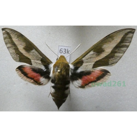 Hyles euphorbiae (Linnaeus, 1758) Czech 61mm63k